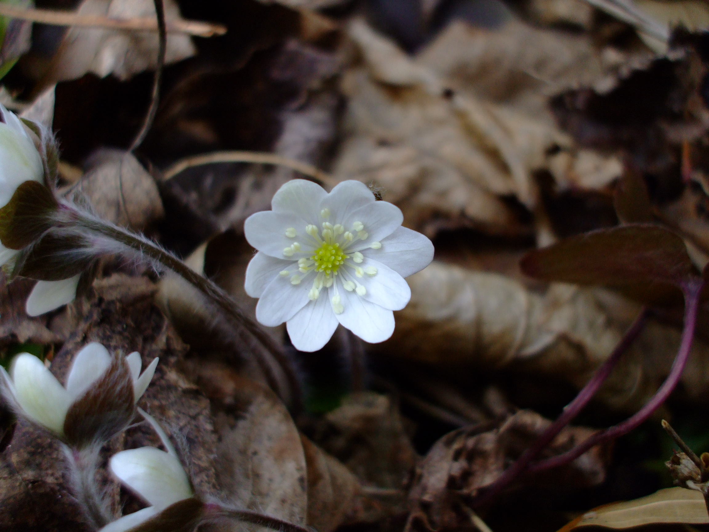 Hepatica acutiloba
